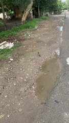 Acridotheres tristis