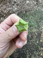 Physalis grisea