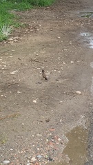 Acridotheres tristis