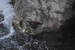 Cinclodes albiventris