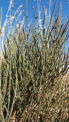 Ephedra fragilis