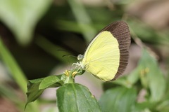 Eurema puella