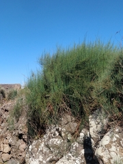 Ephedra fragilis