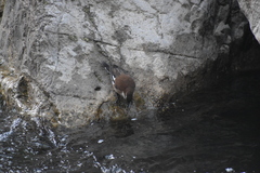 Cinclodes albiventris