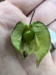 Physalis grisea
