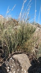 Ephedra fragilis