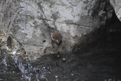 Cinclodes albiventris