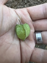 Physalis grisea