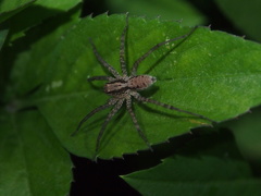 Pardosa laura