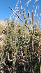 Ephedra fragilis