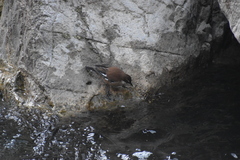 Cinclodes albiventris