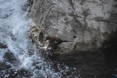 Cinclodes albiventris