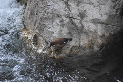 Cinclodes albiventris