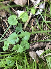 Glechoma hederacea