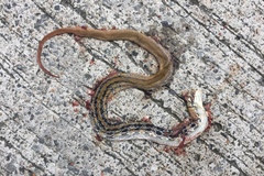 Coelognathus radiatus