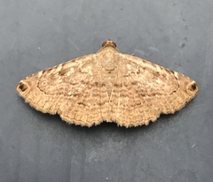 Toxonprucha clientis