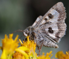 Heliothis oregonica