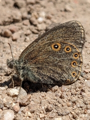 Coenonympha haydenii