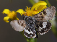 Heliothis oregonica
