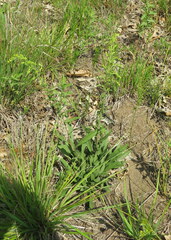 Solidago nemoralis decemflora