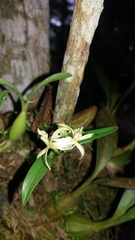 Prosthechea bulbosa