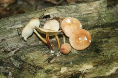 Marasmius cohaerens lachnophyllus