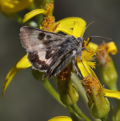 Heliothis oregonica