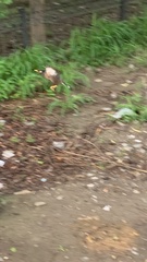 Acridotheres tristis