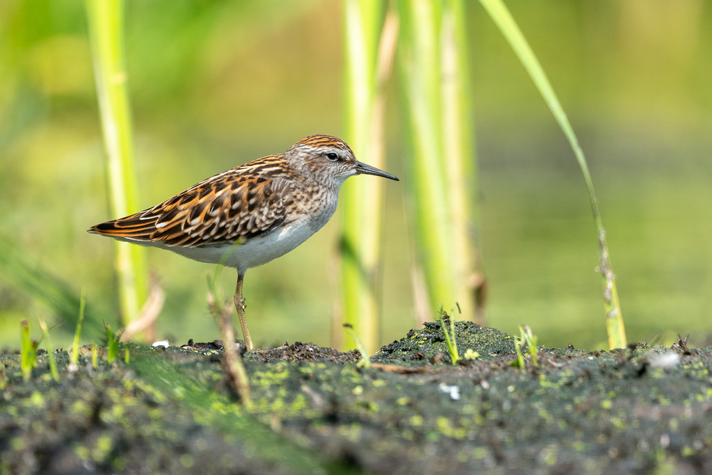 Long-toed Stint photo