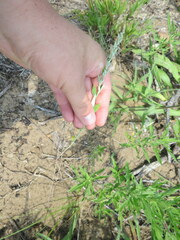 Chenopodium pratericola