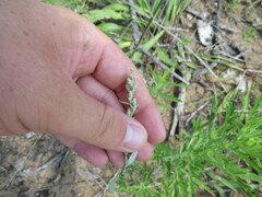 Chenopodium pratericola