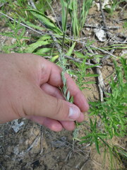 Chenopodium pratericola