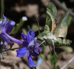 Proserpinus clarkiae