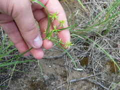 Cyperus grayioides