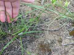 Cyperus grayioides