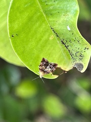 Choreutis emplecta