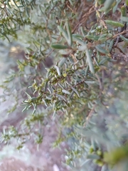 Suaeda divaricata