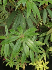 Rhododendron championiae