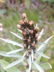 Omalotheca norvegica