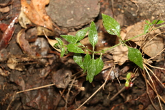 Pomax umbellata