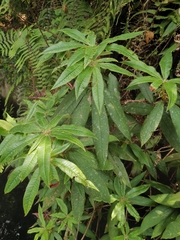 Rhododendron championiae