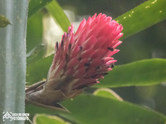 Quesnelia quesneliana