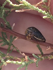 Stictopelta marmorata