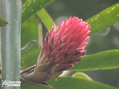 Quesnelia quesneliana