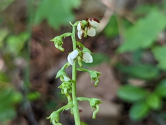 Pyrola americana
