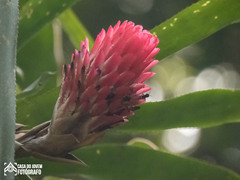 Quesnelia quesneliana