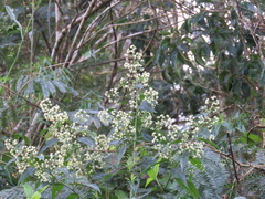 Vernonanthura tweedieana