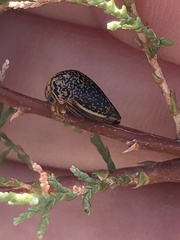 Stictopelta marmorata