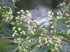 Vernonanthura tweedieana