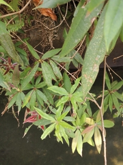 Rhododendron championiae